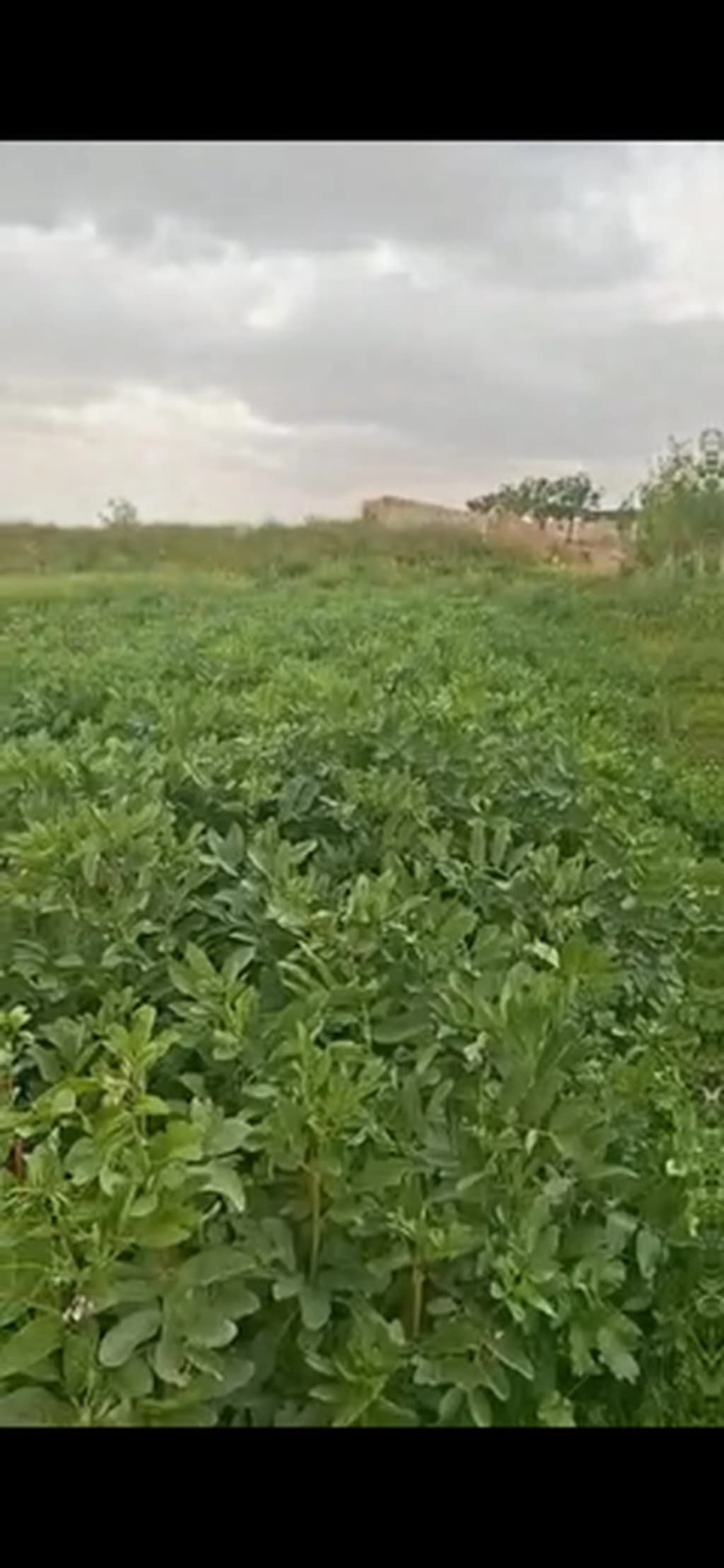 أرض للإيجار في المتحلق الجنوبي، دمشق